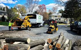 Best Storm Damage Tree Cleanup  in Bensenvle, IL